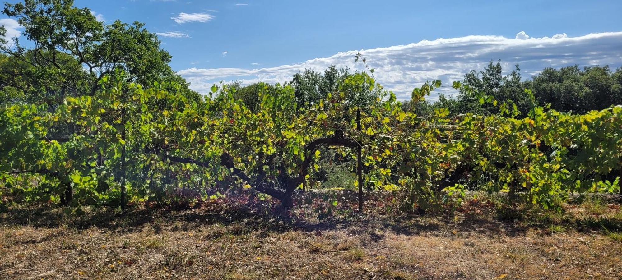 Le Domaine Du Soulier -Gite Et Chambres D'Hotes - La Maison Du Gardien Tornac Екстериор снимка